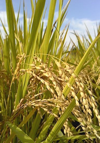 ���@�����Ђ̖�